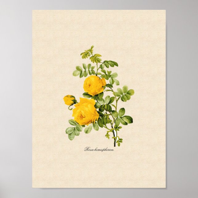 Affiches Rosa hemispherica (Devant)