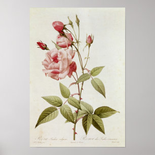 Affiches Rosa Indica Vulgaris, de 'Les Roses
