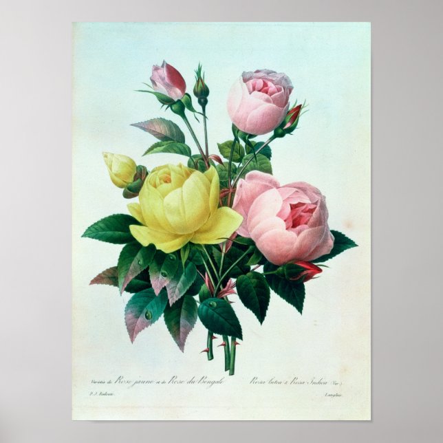 Affiches Rosa Lutea et Rosa Indica (Devant)