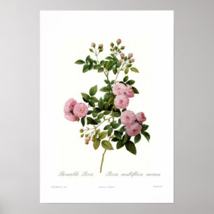 Affiches Rosa multiflora carnea(Rose de Bramble)
