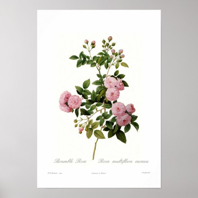 Affiches Rosa multiflora carnea(Rose de Bramble) (Devant)