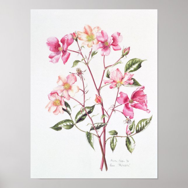 Affiches Rosa 'Mutabilis' 1996 (Devant)