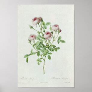 Affiches Rosa Pomponia, des 'roses de Les