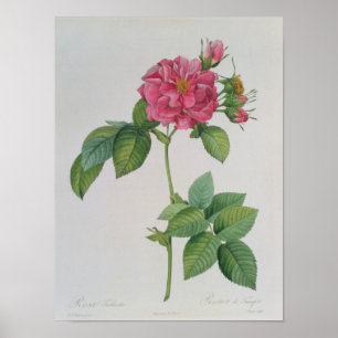 Affiches Rosa Turbinata, de, Les Roses, Vol 1, 1817