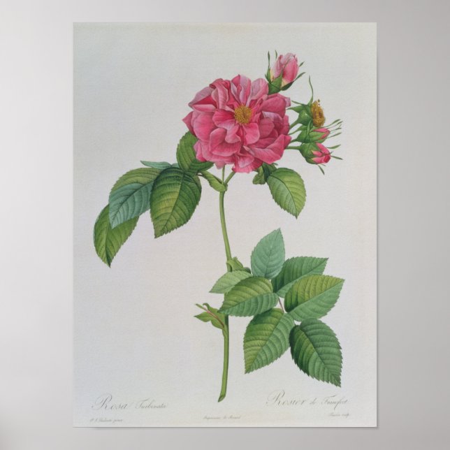 Affiches Rosa Turbinata, de, Les Roses, Vol 1, 1817 (Devant)