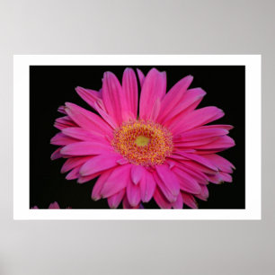 Affiches Rose