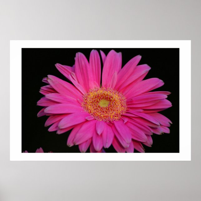 Affiches rose (Devant)