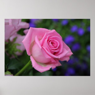 Affiches rose