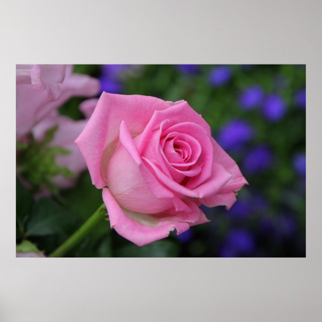 Affiches rose (Devant)