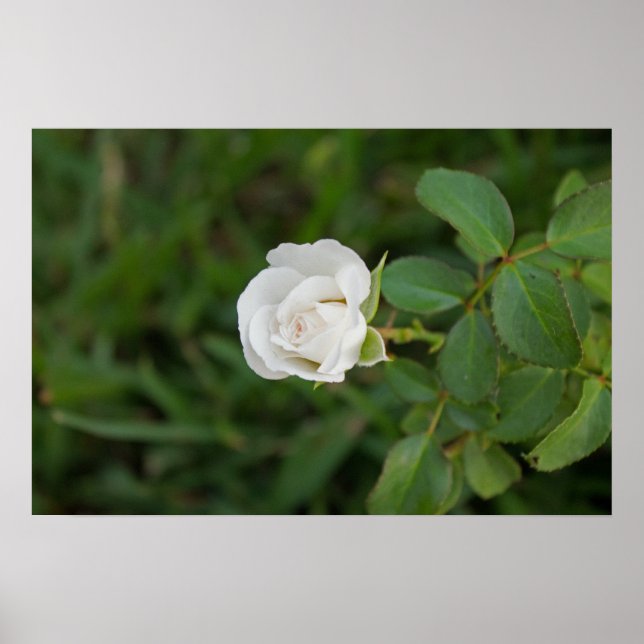 Affiches Rose (Devant)