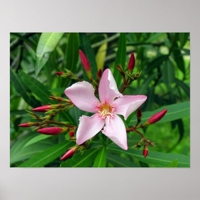 Affiches rose (Devant)