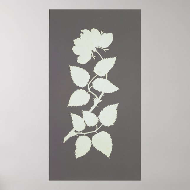 Affiches Rose (Devant)