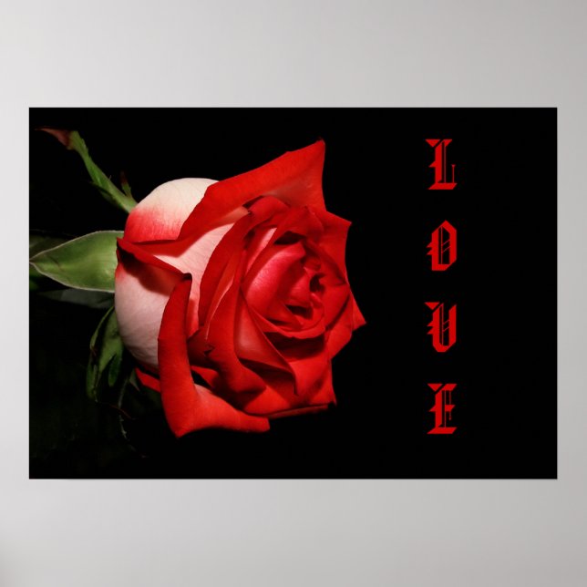 AFFICHES ROSE AMOUR (Devant)