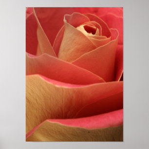 Affiches Rose amoureux