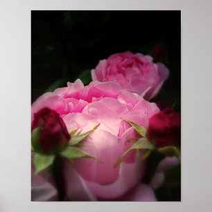 Affiches Rose anglais rose