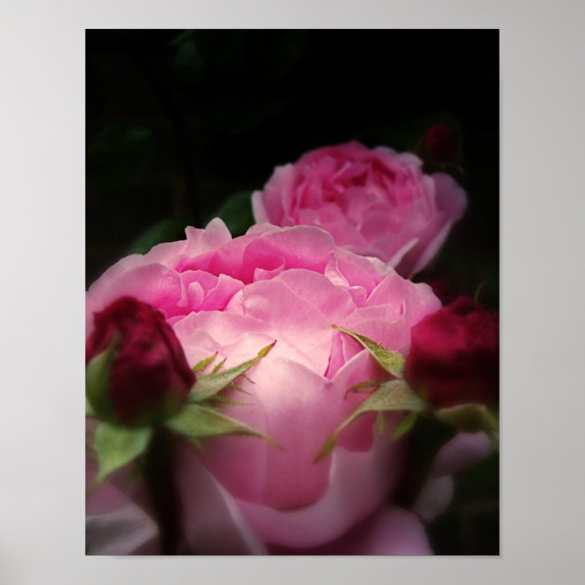 Affiches Rose anglais rose (Devant)