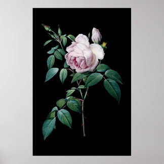 Affiches Rose anglaise de Redoute black arrière - plan post