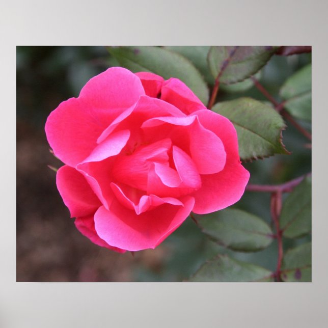 Affiches Rose automne (Devant)