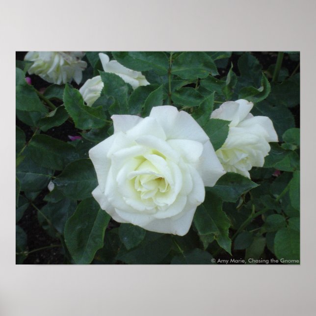 Affiches Rose blanche (Devant)
