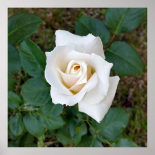 Affiches rose blanche