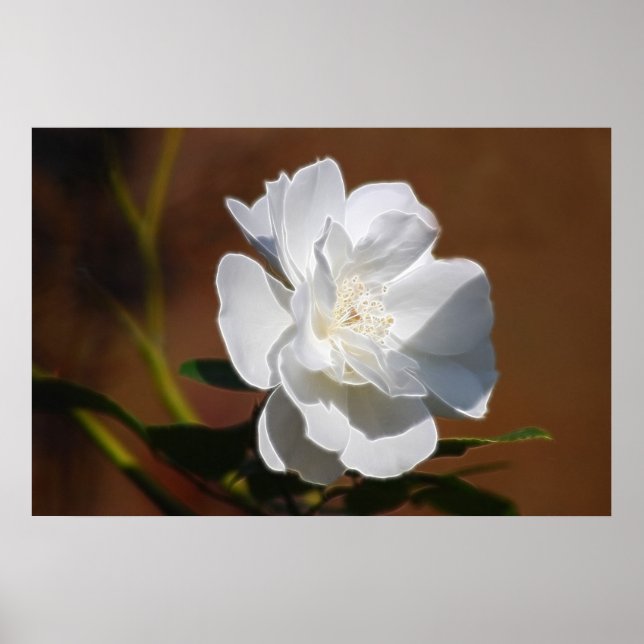 Affiches Rose blanche et signification (Devant)
