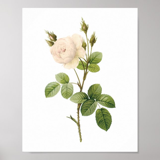Affiches rose blanche (Rosa campanulata alba) par Redouté (Devant)