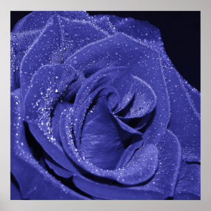 Affiches Rose bleu