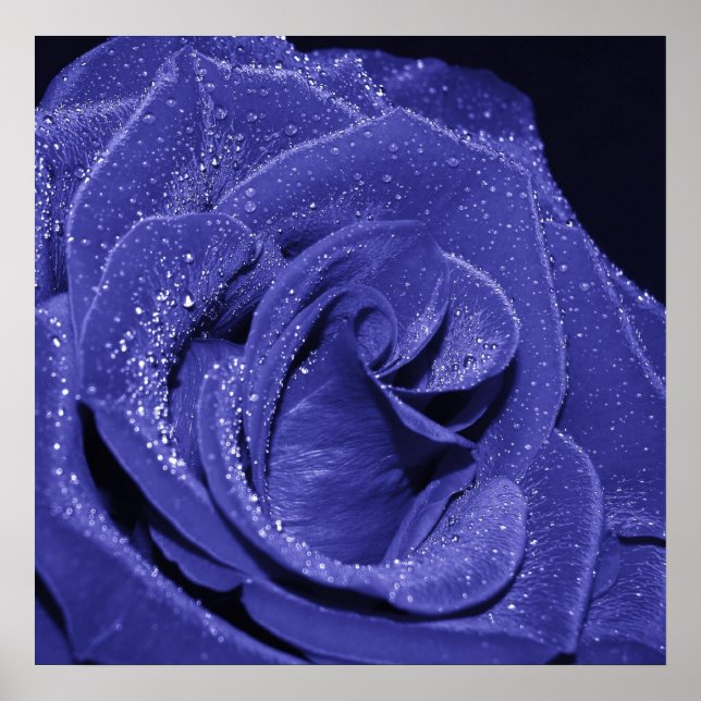 Affiches Rose bleu (Devant)