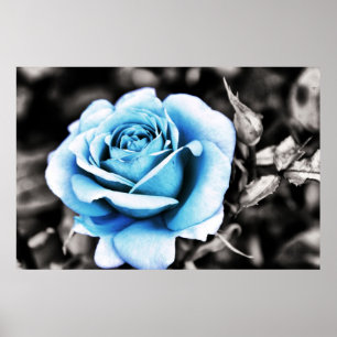 Affiches Rose bleu