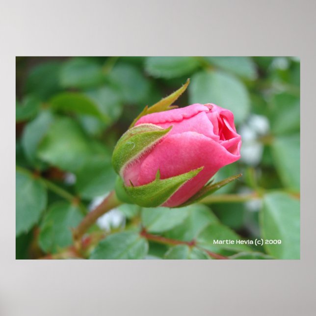 Affiches Rose Bud (Devant)