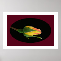 Rose Bud