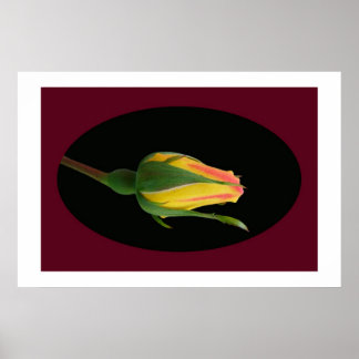 Affiches Rose Bud