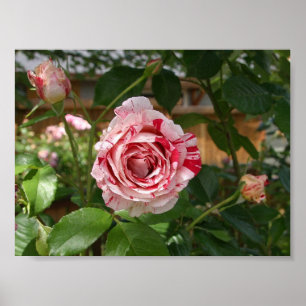 Affiches Rose dans des couleurs variables