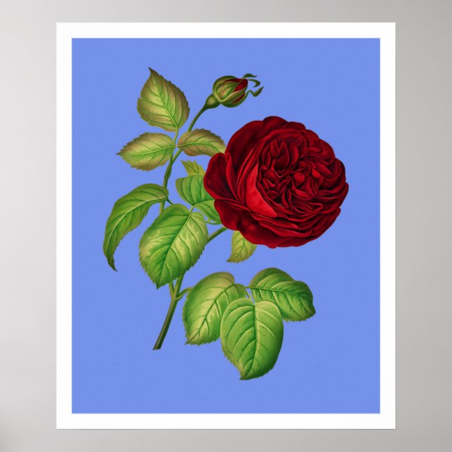 Affiches Rose de chou (Devant)