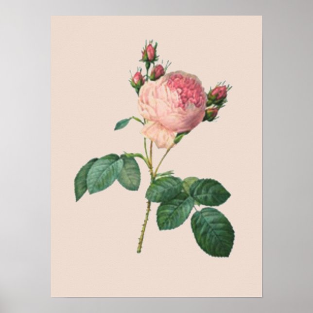 Affiches Rose de chou Botanique (Devant)