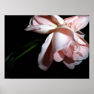 Affiches Rose de danse 16x12