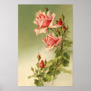 Affiches Rose de jardin victorienne rose vintage de la Sain