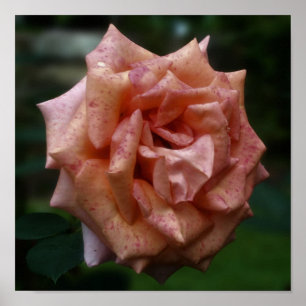 Affiches Rose de pêche en mosaïque vers le haut