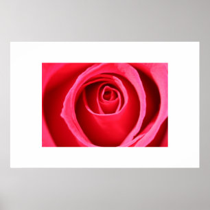 Affiches Rose de roses indien