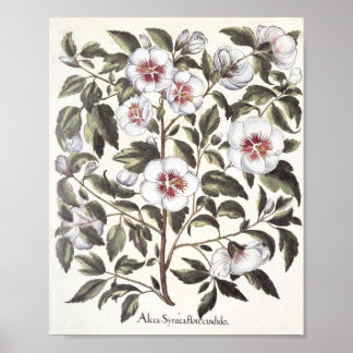 Affiches Rose de Sharon