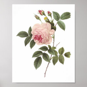 Affiches rose de thé (Rosa indica) par Redouté