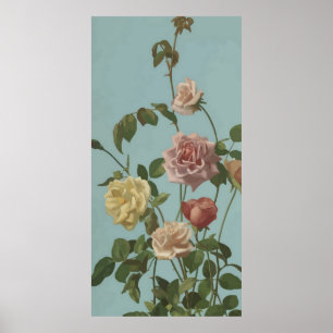Affiches Rose de thé vintage et Roses bleus