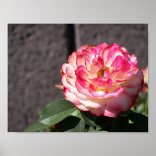 Affiches Rose de tir de neige