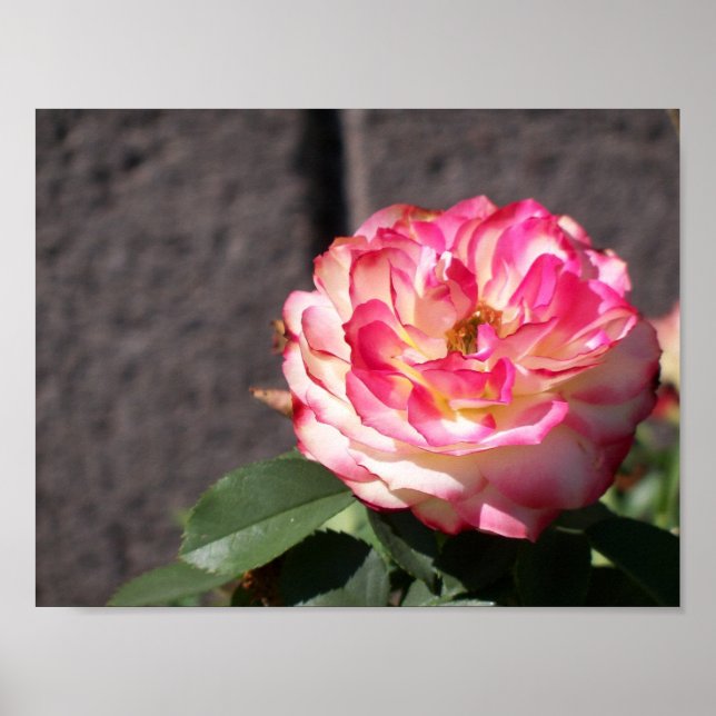 Affiches Rose de tir de neige (Devant)