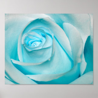 Affiches Rose d'Ice
