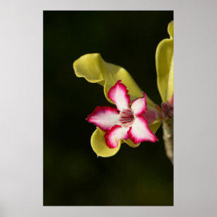 Affiches Rose du désert (Adenium Obesum), Afrique du Sud