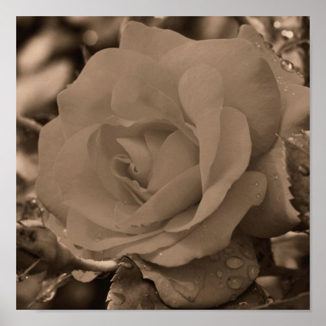 Affiches Rose En Fleur Avec Arrosage À Sepia (Devant)