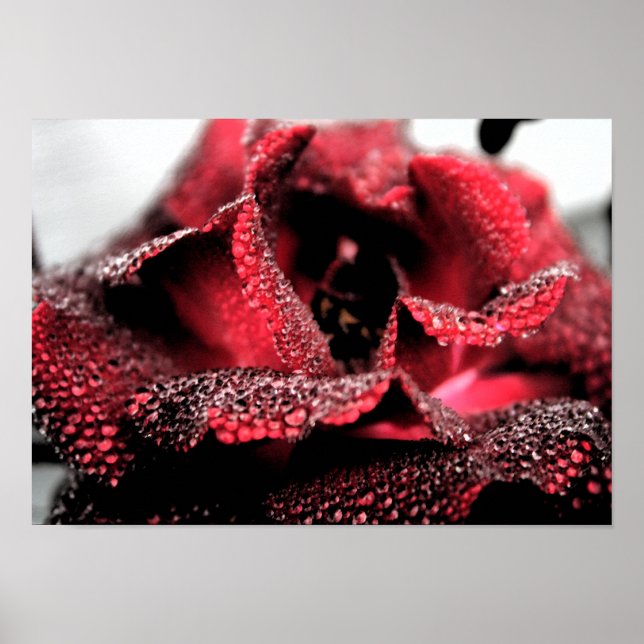 Affiches Rose en fleurs Poster/Imprimer (Devant)