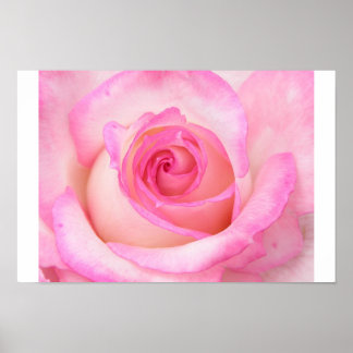 Affiches Rose en mode Macro
