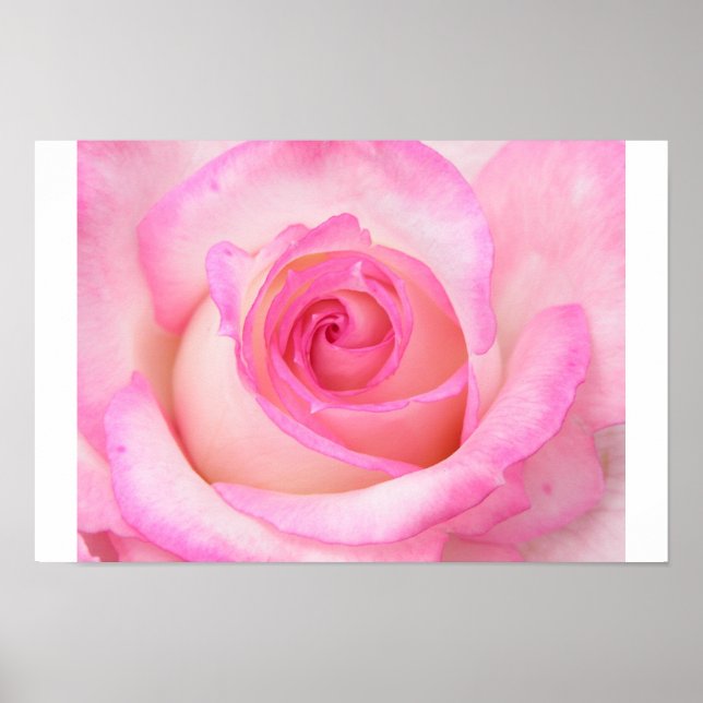 Affiches Rose en mode Macro (Devant)